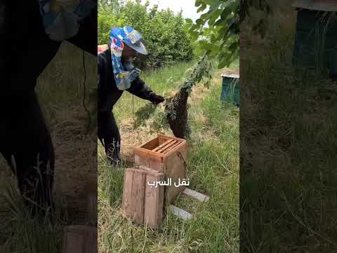 لماذا يتم وضع خلايا النحل في صناديق خشبية