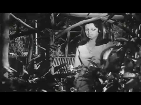 على طرف جناحك ياحمام نجاة الصغيرة