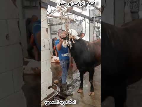 اسلام الزيات ابو حمو اسكندريه