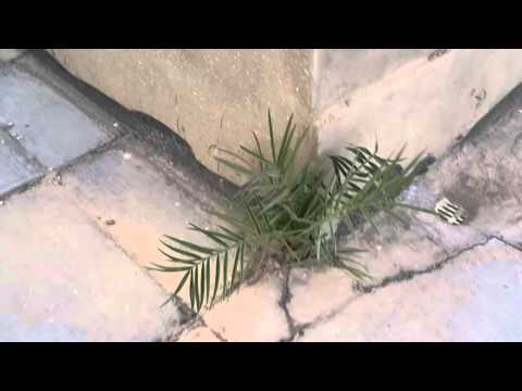 النخلة العجيبة التي تنمو فوق الطابق الثالث