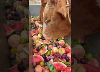 أبقار سويسرا رفاهية تفوق البشر