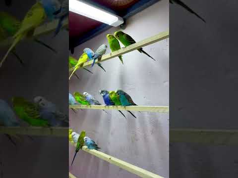 طيور حب الوافي