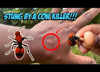 Stung By A Wild Velvet Ant Cow Killer