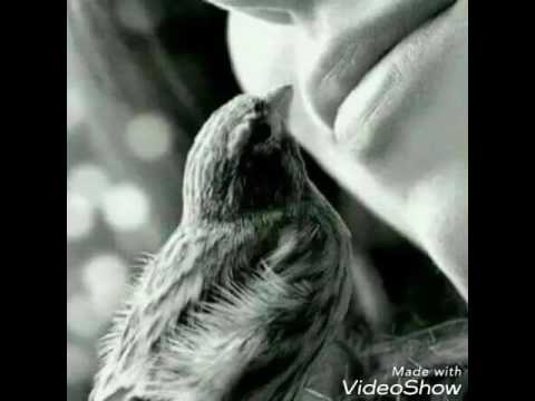 خبروني ياعصافير الدار نصري شمس الدين