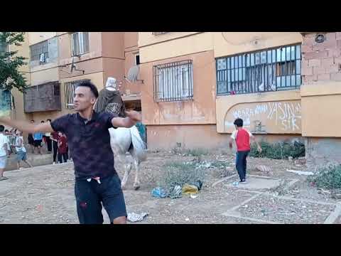 اعراس تيارت