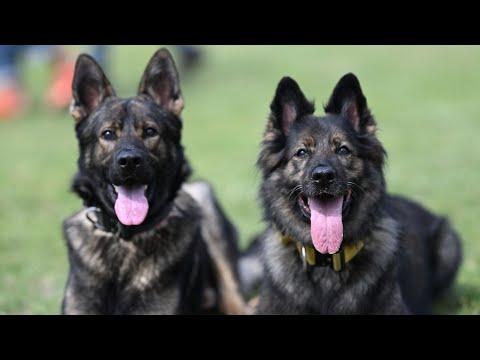 Polisi Wachunguza Wizi Wa Mbwa Wanne Walioibiwa Ikulu