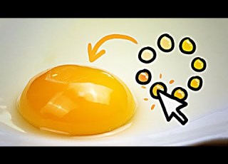 Egg Color Is Engineered