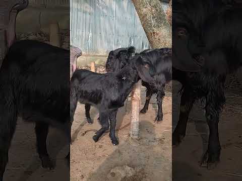 Lots Of Two Goats They Do Very Beautiful Surprising Shoots Which We Enjoy2023 Episode 181