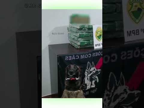 العصافير تزقزق دبلجة مضحكة اكسبلور السعودية دوبلاج Shorts My Kingo