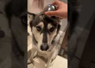  Husky Reaction To Head Massage Dog Doglover Husky
