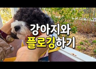 강아지와 보람느끼며 플로깅하기 푸들 강아지 플로깅 봄 풀꽃