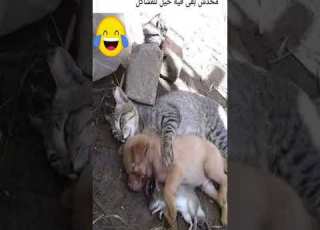  خلاص هى كده خلصت