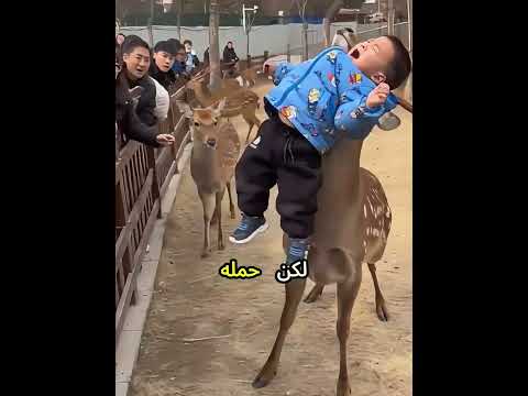 ظنوا أنه سيهجم عليه لكن المفاجأة كانت صادمة