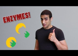  Enzymes شرح بالعربي