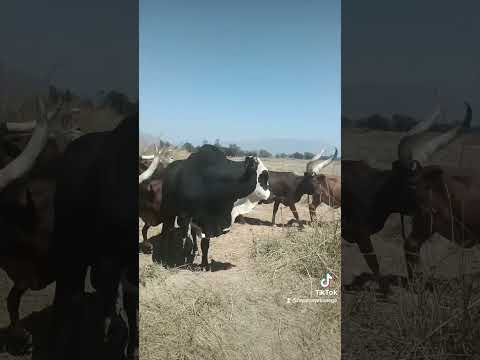 Limbu Luchagula Ona Shooo