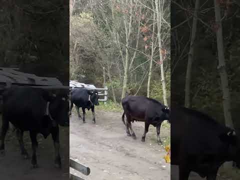 Ukrainian Village Life Zakarpattia Oblast 2021