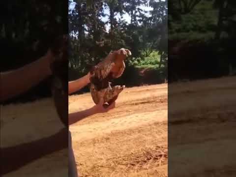 شيبتيني محنتيني