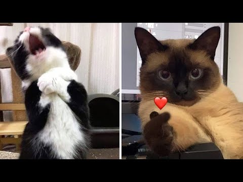 Compilation New Funniest Cat Videos You Laugh You Lose Best Of Funny Cat Videos