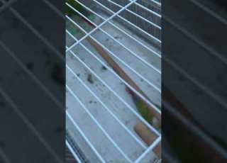 الله يعطيني خيره طيور عصافير مناظر طبيعية ابلور