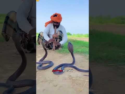 Does A Snake Not Have Ears Shorts