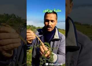 فيديو عشبة بوزفور الجمعة 13مارس 2026 السيد درقاوي معمر Algerie