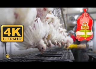 طريقة تعبئه الدجاج How To Package Poultry 4K