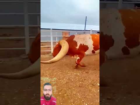 أكبر ثور في العالم