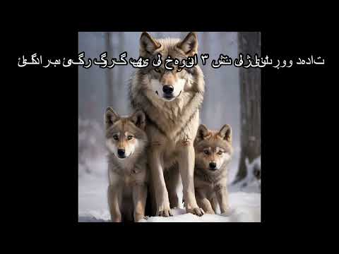 ئاگاداربە ئەگەر گورگ بینی لە خەوندا ٣ شت لەژیانتا ڕوو دەدات ئاگاداربە ئەگەر گورگ بینی لە خەوندا ٣ شت لەژیانتا ڕوو دەدات