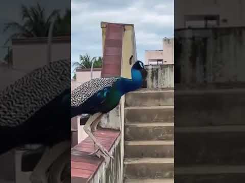 صوت الطاووس العجيب