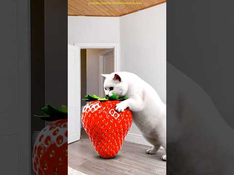 Marvelous Dancing Polish Cow Funny Cat Strawberry Asmr Cow Dance Cow Videos Animal Funny Video