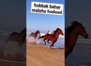  حبك بحر ماله حدود Your Love Is Insane Shorts Youtubeshorts