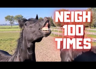 Neighing Horses More Than 100 Times April Fools Day Friesian Horses