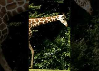 كانت الصحراء خضراء