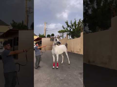 صوت الخيل الحصان العربي Top 2024