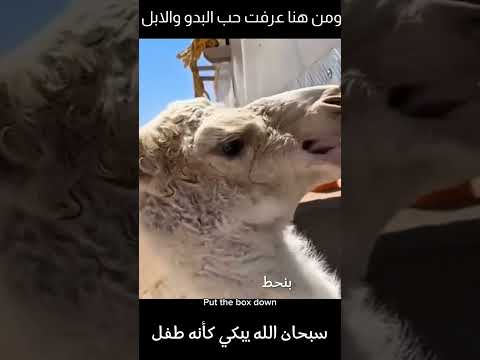 سبحان الله يبكي كأنه طفل ومن هنا عرفت حب البدو والأبل الأبل سفينةـالصحراء البدو