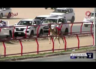 ملخص أشواط الجذاع بطولة الكويت الدولية للهجن مساء 09 02 2026