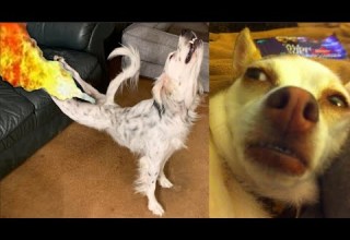 10 Minutes Of Dogs Reaction To Fart TRY NOT TO LAUGH