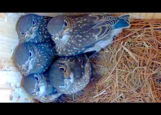  Tiny Fluffy Bluebirds In My Nest Box Make The Sweetest Sounds