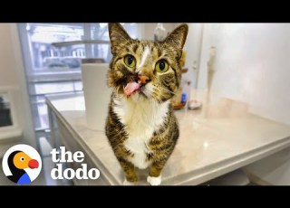 Cat Missing Half Of His Face Doesn T Know He S Different The Dodo