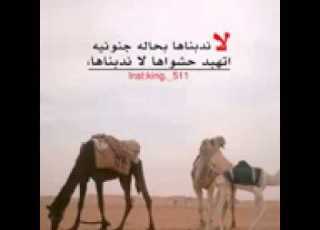  افضل شيله عن الابل