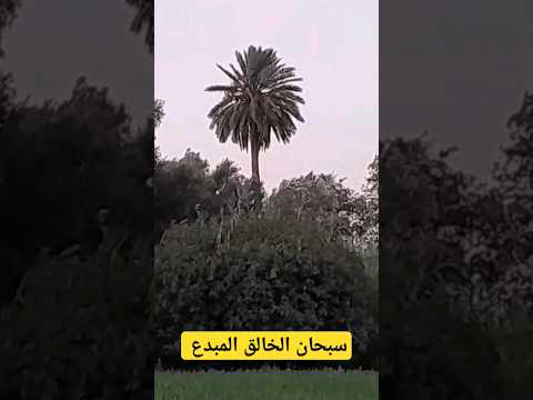 شاهد هذه النخلة العجيبة سبحان الله