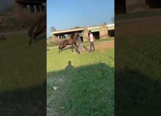 Song Music Sindhisong Punjabitappemahiye Sainmushtaqhussain Desimusichd Horse Horsebeauty