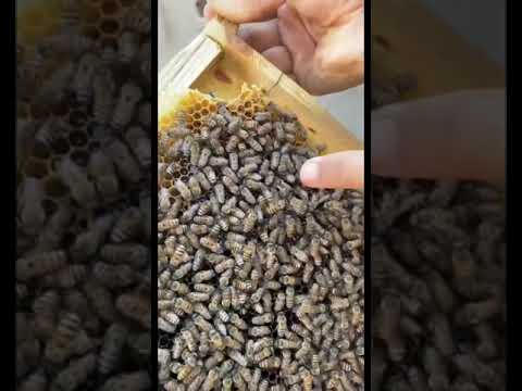 تعرف على شكل ملكة النحل