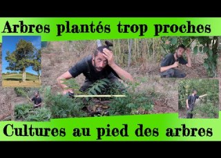 Arbres Plantés Trop Proches Et Cultures Au Pied Des Arbres Je Vous Explique Tout