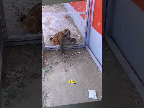 قرد ذكي يدهش الجميع Shorts