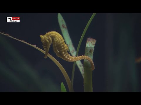 Hundreds Of Endangered Seahorses Released Into The Wild Hundreds Of Endangered Seahorses Released Into The Wild