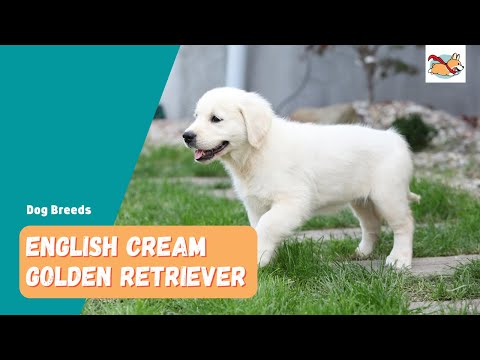 الكلب الإنجليزي الكريمي الذهبي دليل مرئي كامل لهذا الكلب المذهل