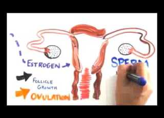  Plan B Emergency Contraceptive Description Of The Science The Abortion
