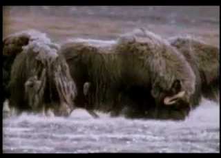  Hinterland Who S Who The Muskox Www Keepvid Com