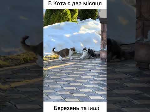 В житті Кота є два місяця Березень та інші В житті Кота є два місяця Березень та інші